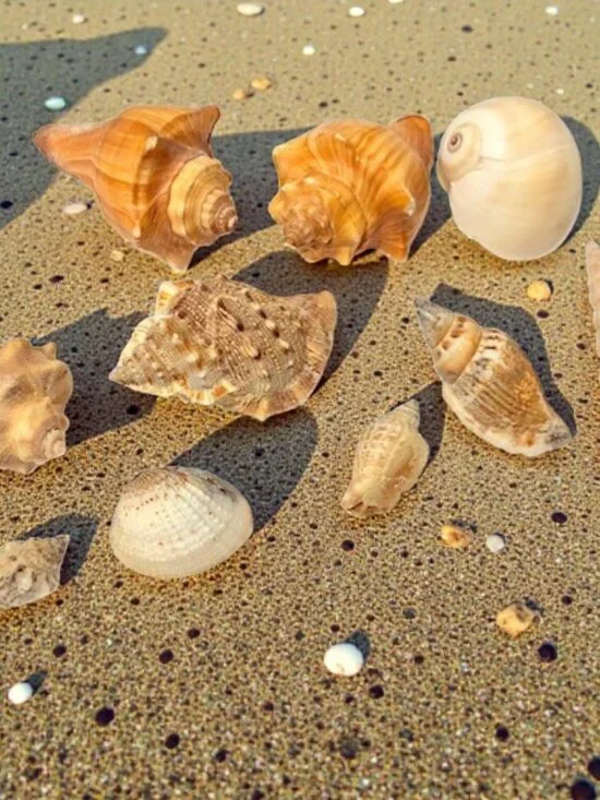 Florida Sea Shells for Crafts - Picture 4 of 5